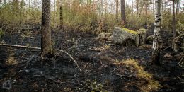 В  Монрепо пожар за 2 дня уничтожил 6 га леса
