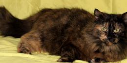 Ануш - пушистая взрослая кошка (6-7 лет), спокойная и мудрая. Осталась без дома по неизвестным причинам. Стерилизована.