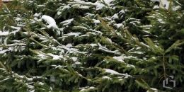 16500 елок совершенно бесплатно получили ленинградцы перед Новым годом